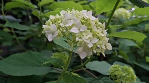 White hydrangea Stock Footage 341676669
