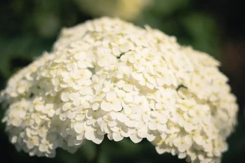 White hydrangea in the garden Foto stock