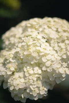White hydrangea in the garden Foto stock
