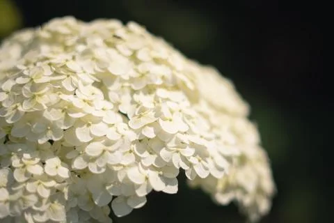 White hydrangea in the garden Foto stock
