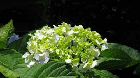 White hydrangea in the garden Stock Photos