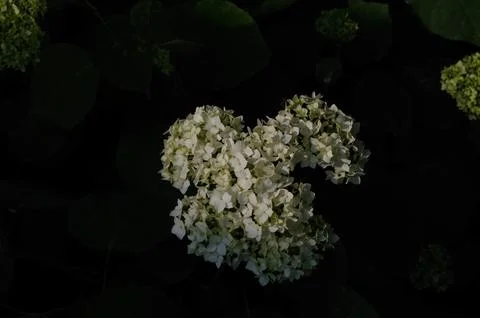 White Hydrangea in the Garden 库存照片