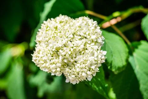 White hydrangea in the garden  Stock Photos