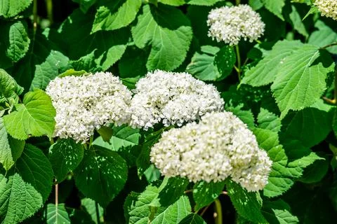 White hydrangea in the garden  Foto stock