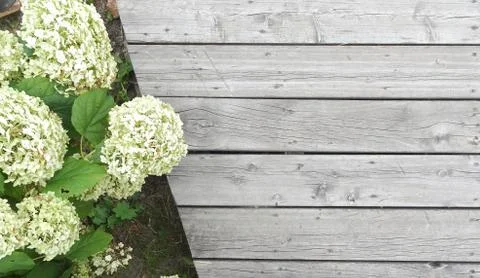White hydrangea, grey grunge boards, copy space Foto stock