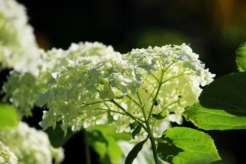White hydrangea growing on a flower bed in the open air. Large inflorescences Stock Photos