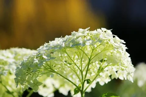 White hydrangea growing on a flower bed in the open air. Large inflorescences Stock Photos