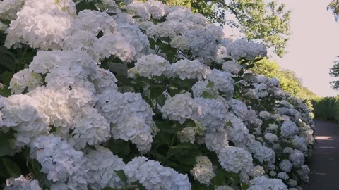 White hydrangea hedge lining a garden path in shimmering sunlight Stock Footage 336895094