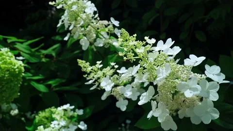 White hydrangea (hortense) in bloom. Stock Footage 160423575