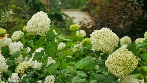 White hydrangea (Hydrangea arborescens ‘Annabelle’) blooming in a lush summer ga Stock Photos