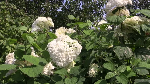 White hydrangea inflorescences bunch on windy summer day Stock Footage 48014076