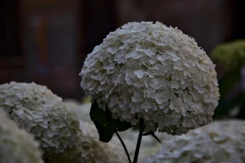 White hydrangea inflorescences with foliage seen up close Stock Photos