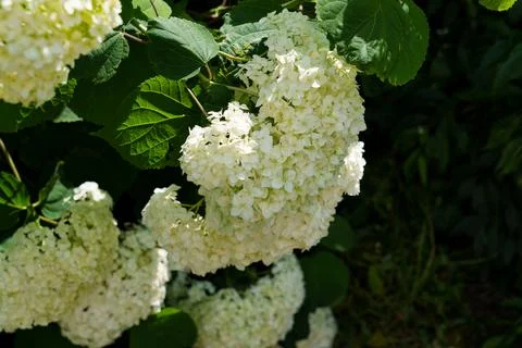 White hydrangea inflorescences. Stock-Fotos