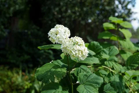 White hydrangea inflorescences. Fotos de archivo