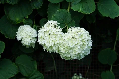 White hydrangea inflorescences. Stockfoto's