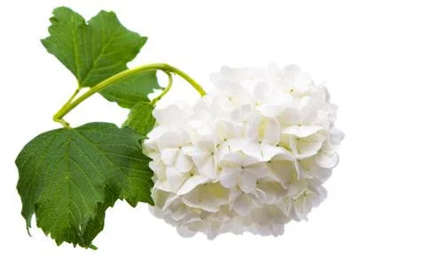 White hydrangea isolated Stock Photos