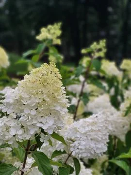 White hydrangea just blooming Stock Photos