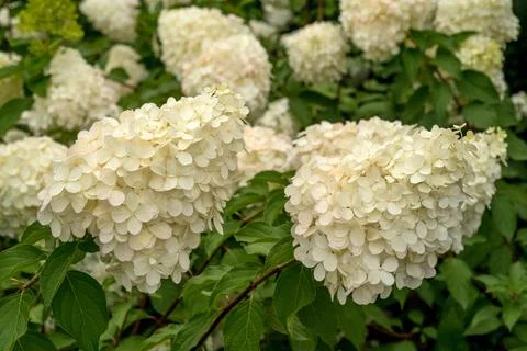 White hydrangea, large conical inflorescences close-up Stock Photos