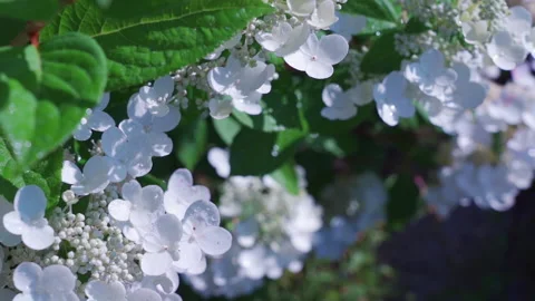 White hydrangea, a large flowering bush in the summer garden Stock Footage 230949808