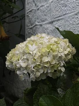 White Hydrangea is a lush deciduous shrub Stock Photos