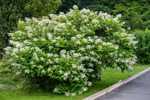 White hydrangea paniculata bush blooming with flower inflorescence in summe.. Stock Photos