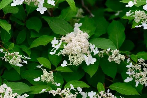 White hydrangea paniculata flower blooms with green leaves covered in tiny .. Stock Photos