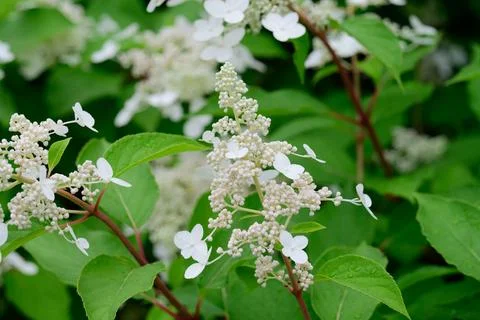 White hydrangea paniculata flower with raindrop blooming in summer garden c.. Stock Photos
