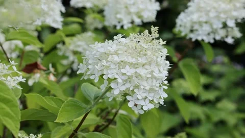 White hydrangea paniculata flowers blooming in garden Stock Footage 340003849