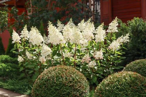 White hydrangea paniculata flowers blooming in a lush home garden, creating.. 스톡 사진