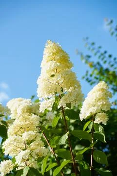 White hydrangea paniculata in summer, blue sky background Foto stock