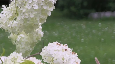 White Hydrangea in the Park Video stock 104012155