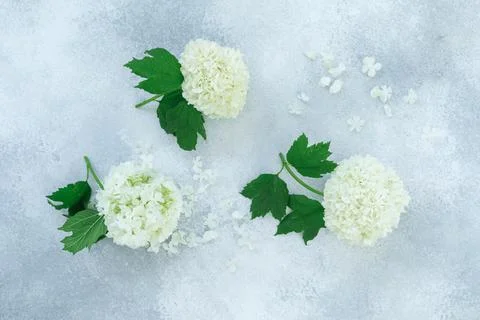 White hydrangea with petals on gray background. Flat lay, Top view Stock Photos