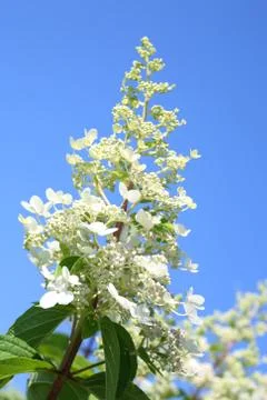 White hydrangea Stock Photos