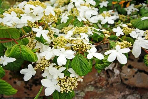 White hydrangea Stock Photos