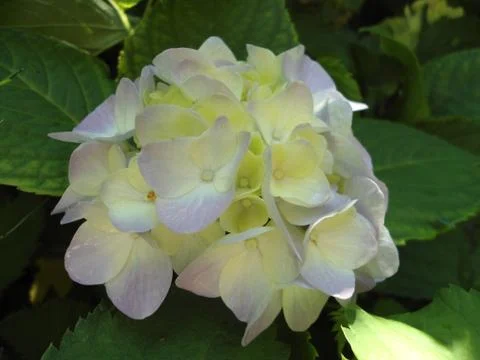 White hydrangea Stock Photos
