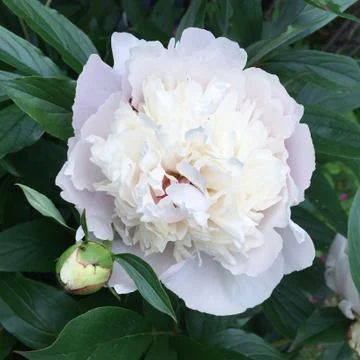 White hydrangea Stock Photos