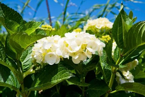 White hydrangea Stock Photos