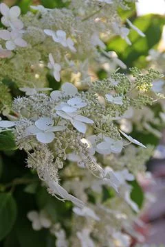 White hydrangea Stock Photos