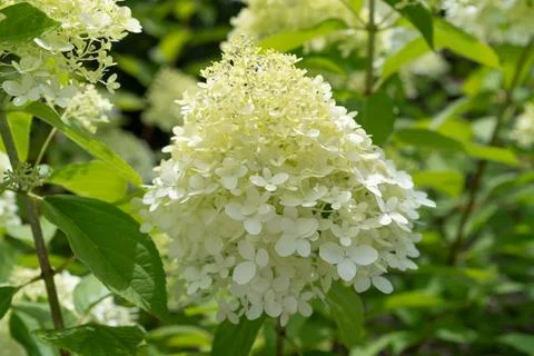 White hydrangea Foto stock