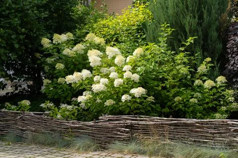 White hydrangea Stock Photos
