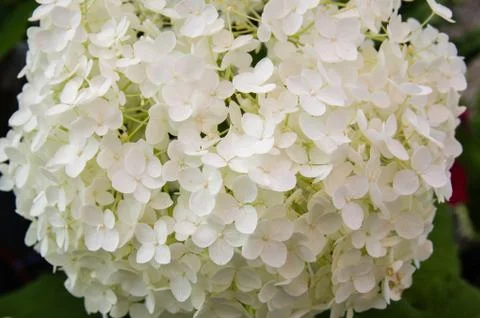 White hydrangea plants in full bloom Stock Photos