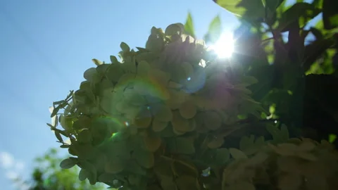 White Hydrangea Silhouette with Sun Flare 스톡 동영상 205580031