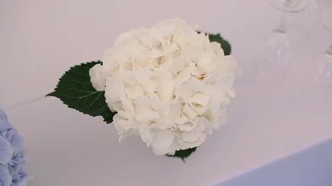 White hydrangea on a table Stock Footage 73144986