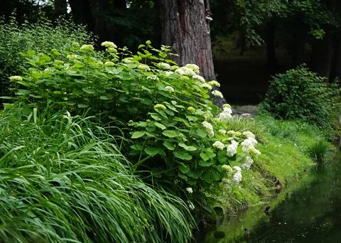 White hydrangea tree blooming on the lake shore Stock Photos