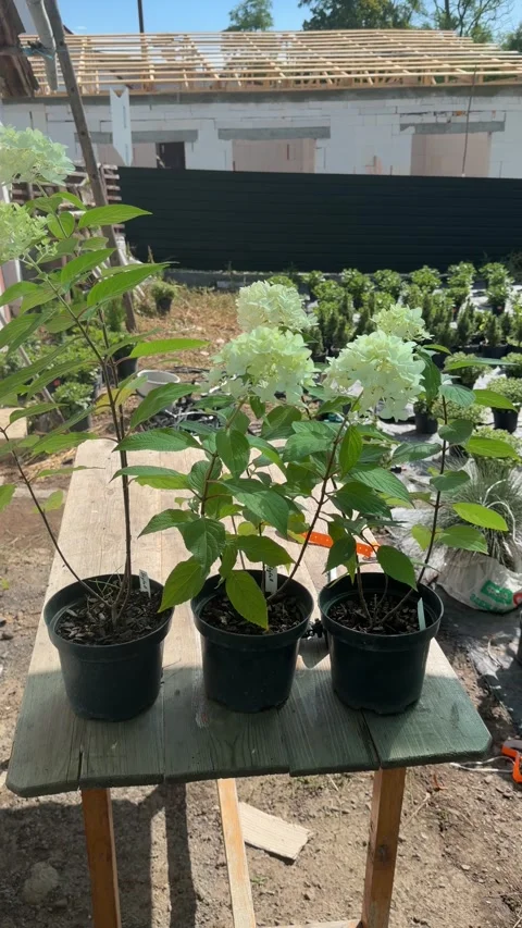 White hydrangeas in black pots on an outdoor table Stock Footage 346410132