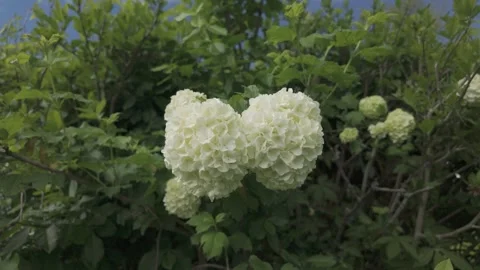 White Hydrangeas in Bloom 動画素材 310216291