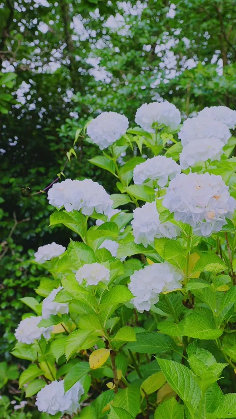 White hydrangeas blooming in a lush green garden Stock Footage 337677928