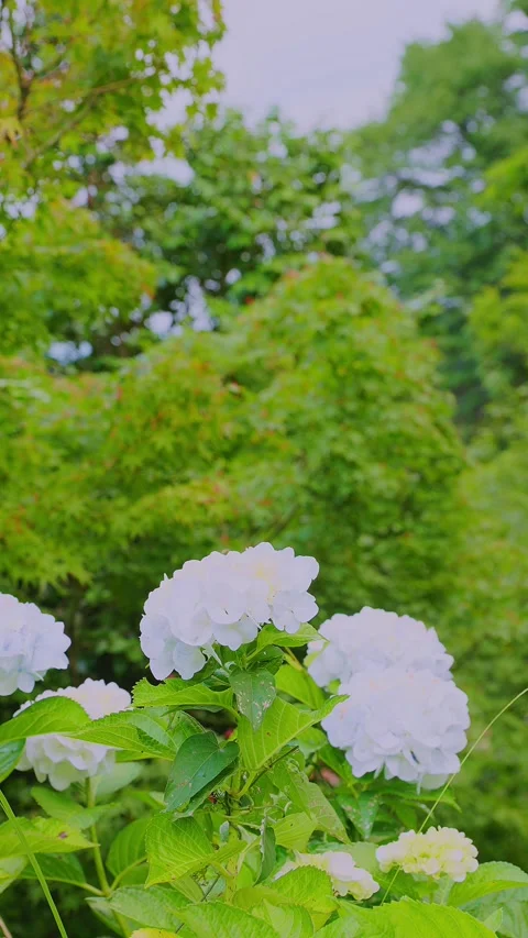 White hydrangeas blooming in a lush green garden Stock Footage 337678620