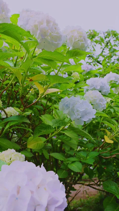 White hydrangeas blooming in a lush green garden Stockbeeldmateriaal 337678647