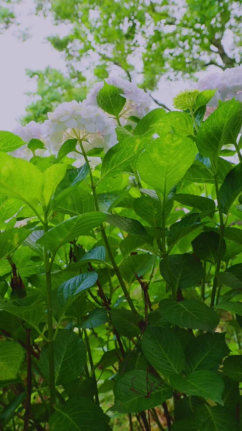 White hydrangeas blooming in a lush green garden Stock Footage 337678717